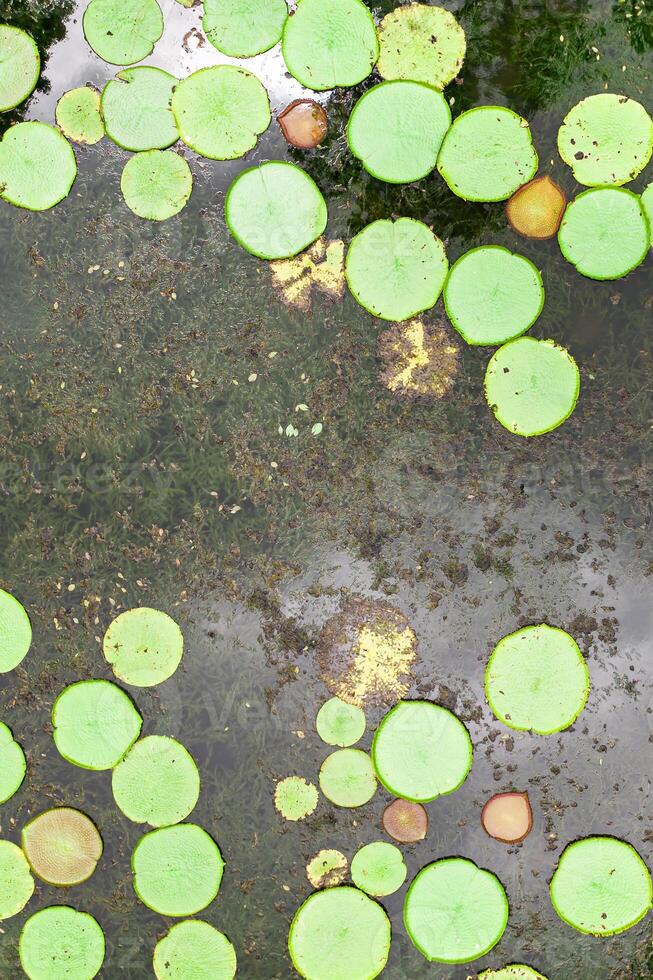 topp se av de lilja damm på de ö av mauritius.botaniska trädgård på de paradis ö av mauritius. foto