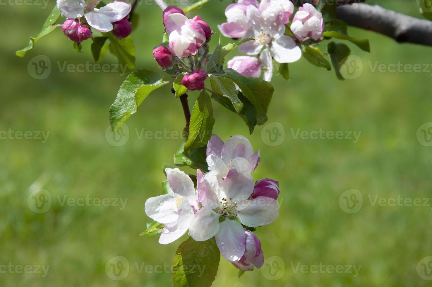 blomning frukt träd. rosa körsbär blomma blomma på en värma vår dag foto