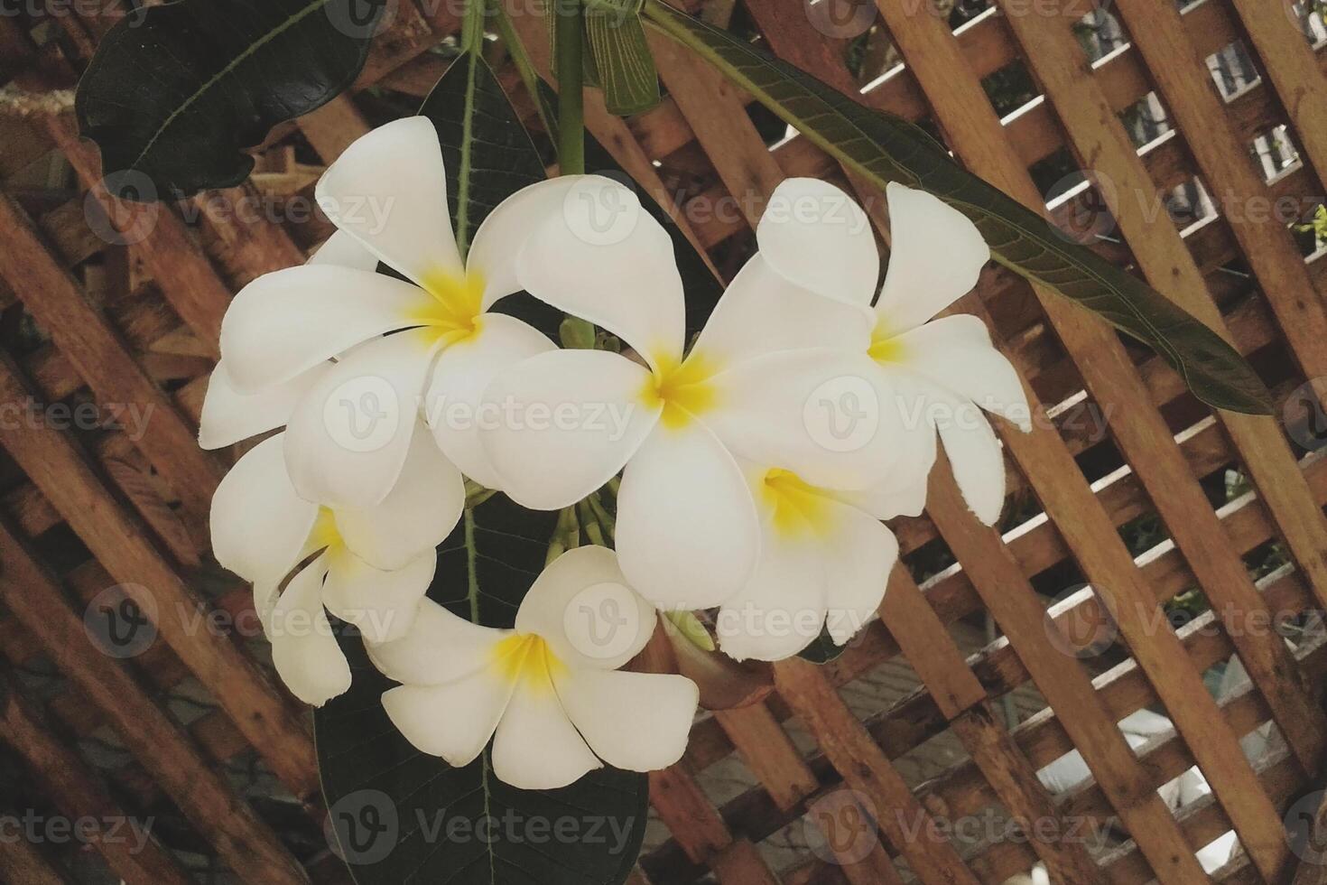 stänga upp vit plumeria på bakgård foto