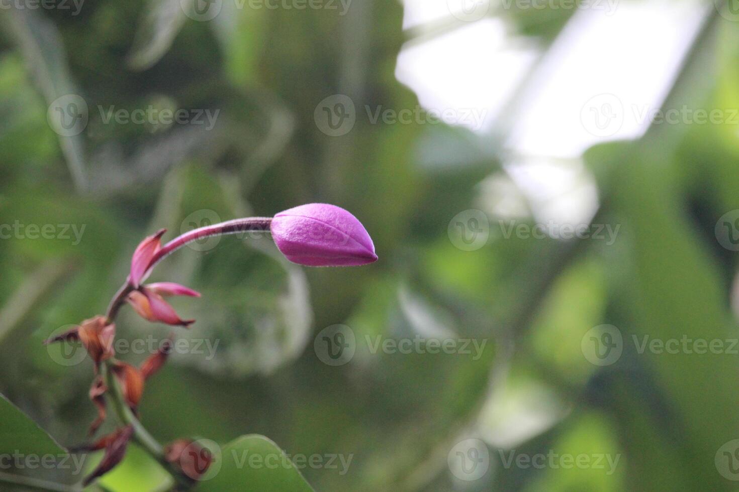spathoglottis plicata eller lila jord orkide blomma med suddigt bakgrund foto