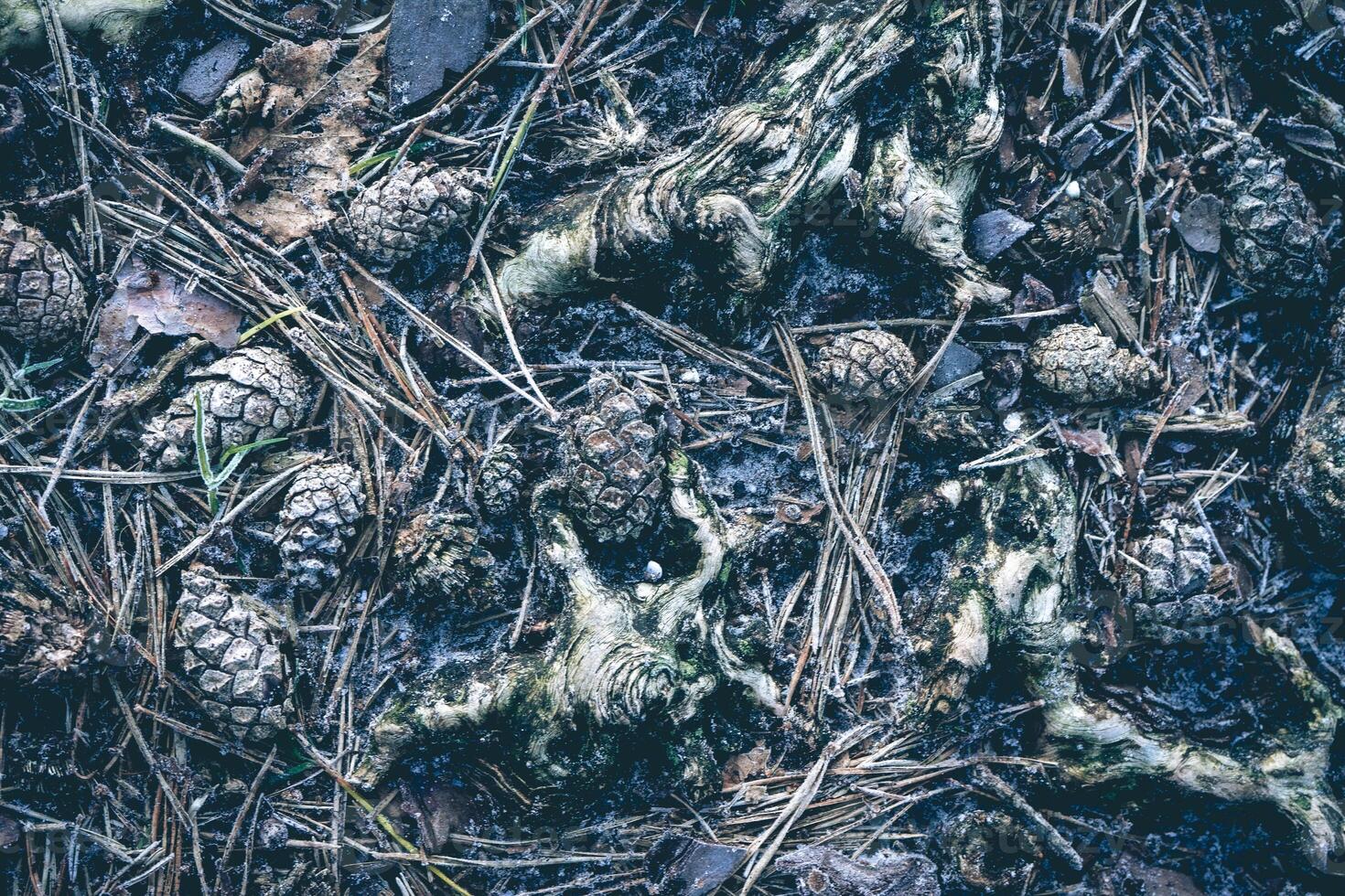 stänga upp Foto från frysta tall koner på de jord i de dutch skog. Oisterwijk, de nederländerna.