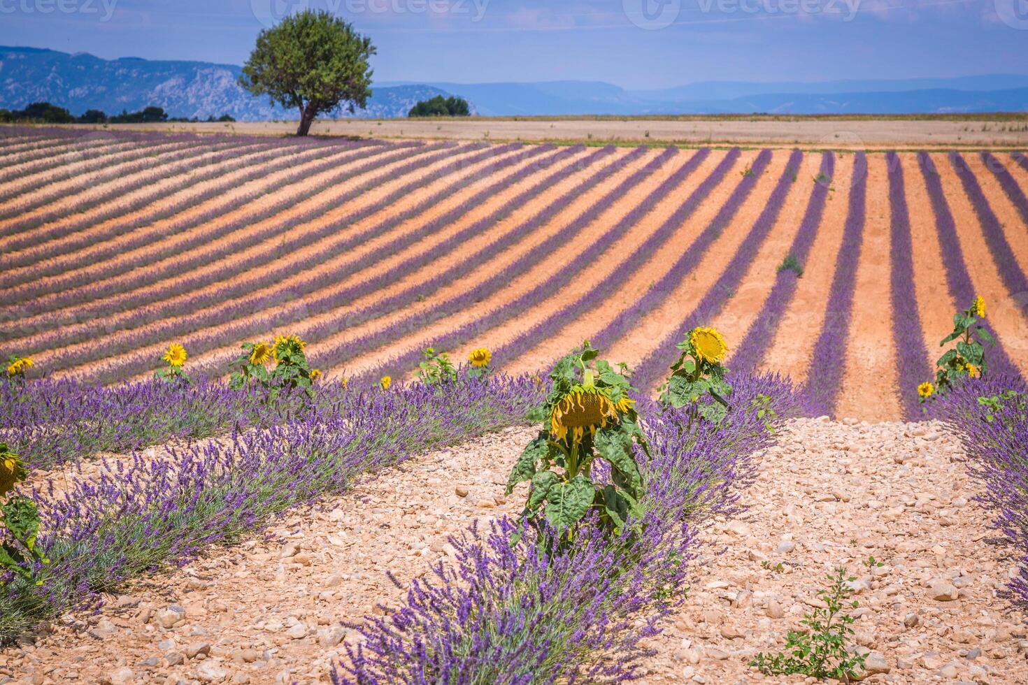 skön landskap av blomning lavendel- fält, ensam träd uppför på horisont. provence, Frankrike, Europa. foto
