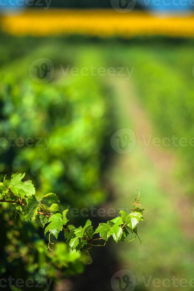 de vingårdar längs de känd vin rutt i alsace, Frankrike foto