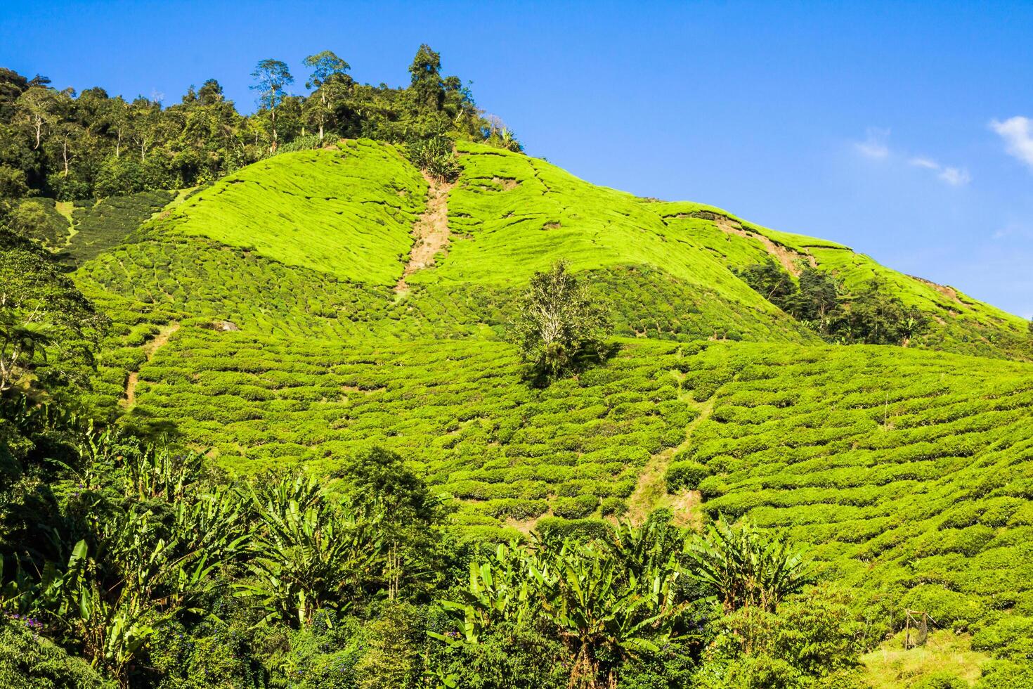 grön kullar av te planeringen - cameron höglandet, malaysia foto