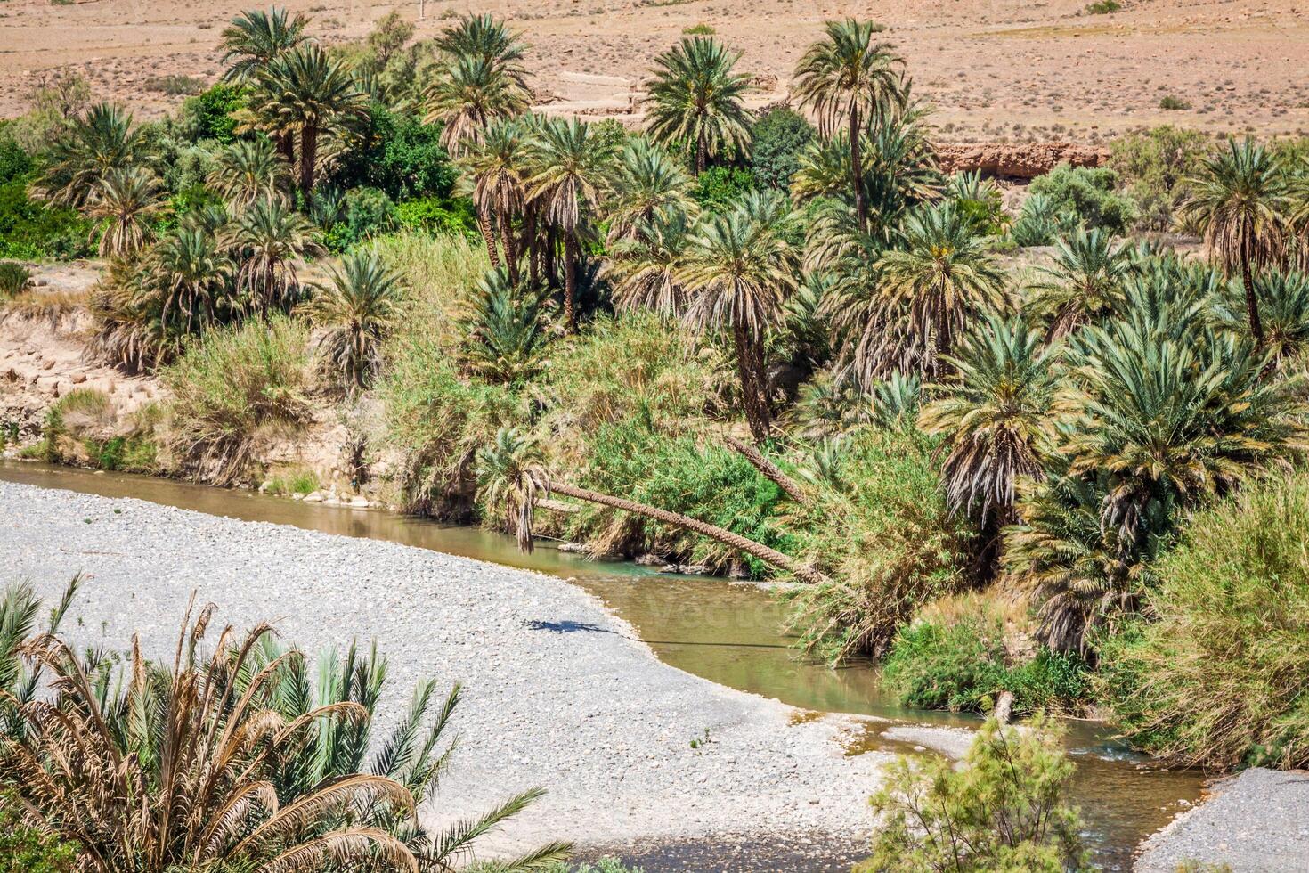 bred se av kultiverad fält och palmer i errachidia marocko norr afrika afrika, djup blå himmel foto
