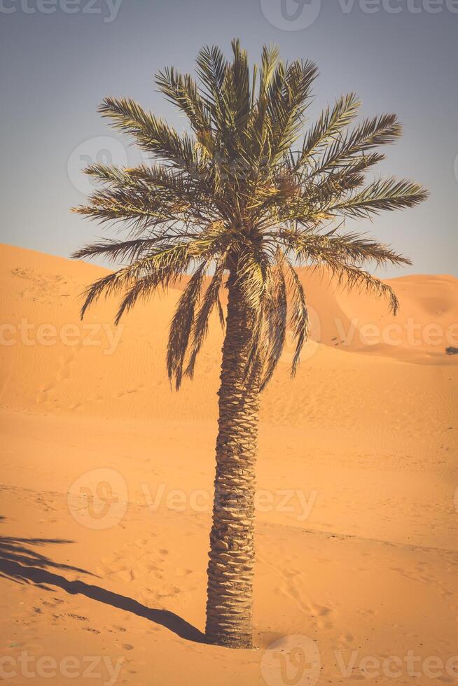 handflatan träd i erg chebbi, på de Västra kant av de sahara öken- foto