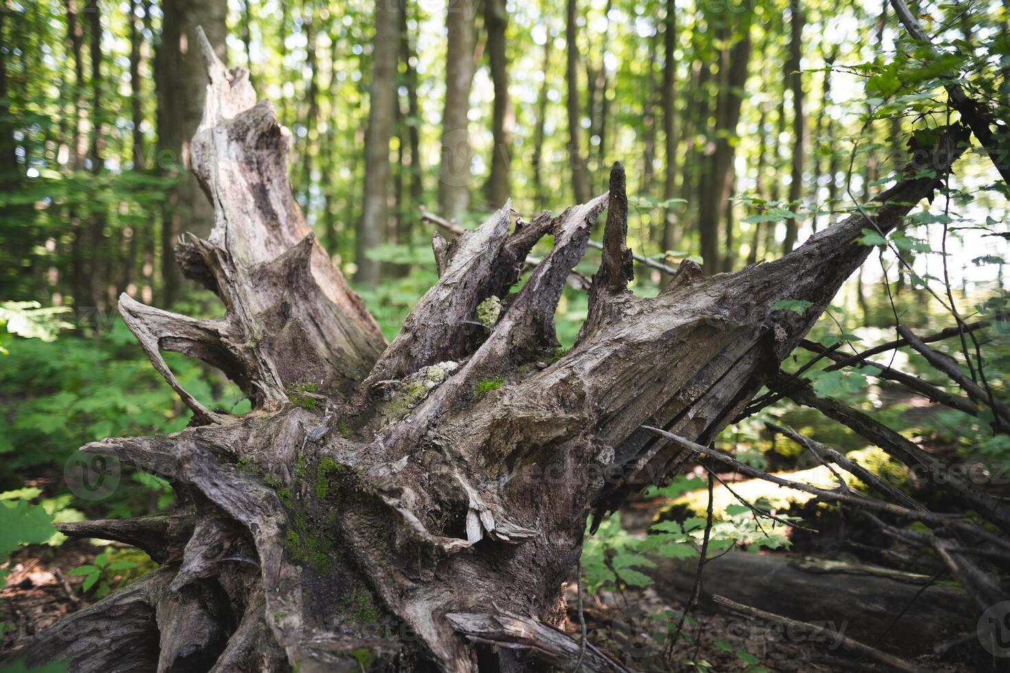 stubbe från en skära träd förbi skogshuggare i de skog foto