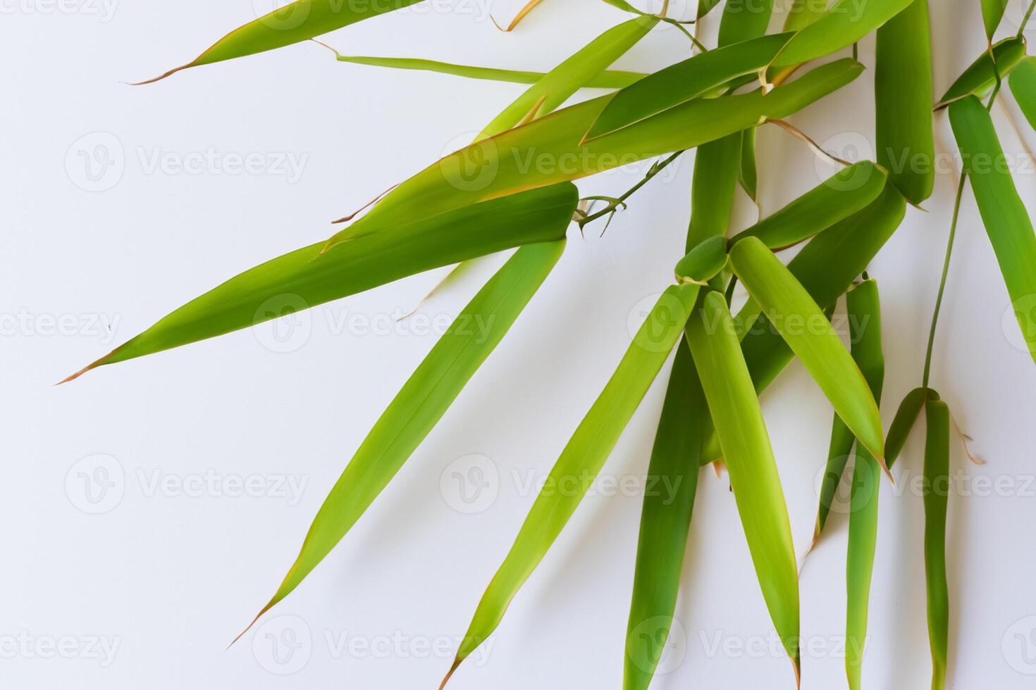 fattande de locka av skön bambu löv, var graciös grön blad dansa i harmonisk symfoni, skapande en lugn oas av naturens balans och tidlös skönhet foto