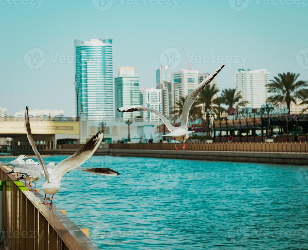 seagulls i de stad foto