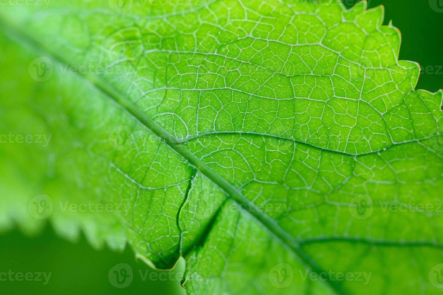 utforska de sublim skönhet av en skön makro blad, var invecklad vener och levande texturer veckla ut, skapande ett förtjusande mikrokosmos av naturens delikat artisteri foto