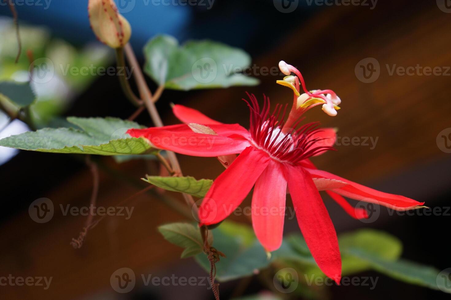 skön röd passionen blomma passifloraceae i ancol eco parkera jakarta foto