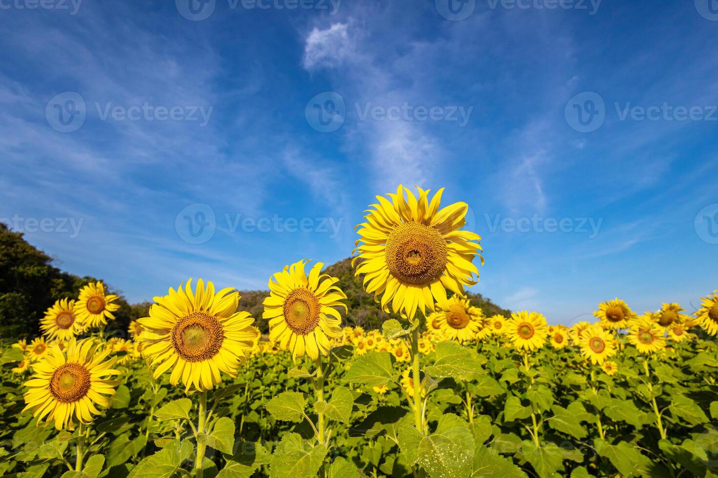 solrosor på ett jordbruks fält i Asien. växt gul blommor och solros frön. backgroud natur blå himmel och berg. under trevlig solig vinter- dag i bondens trädgård. foto