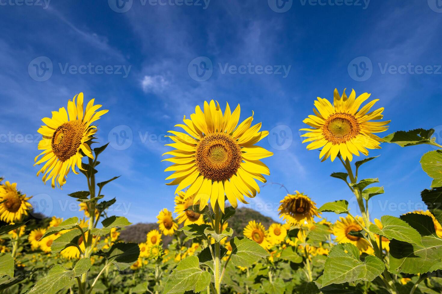 solrosor på ett jordbruks fält i Asien. växt gul blommor och solros frön. backgroud natur blå himmel och berg. under trevlig solig vinter- dag i bondens trädgård. foto