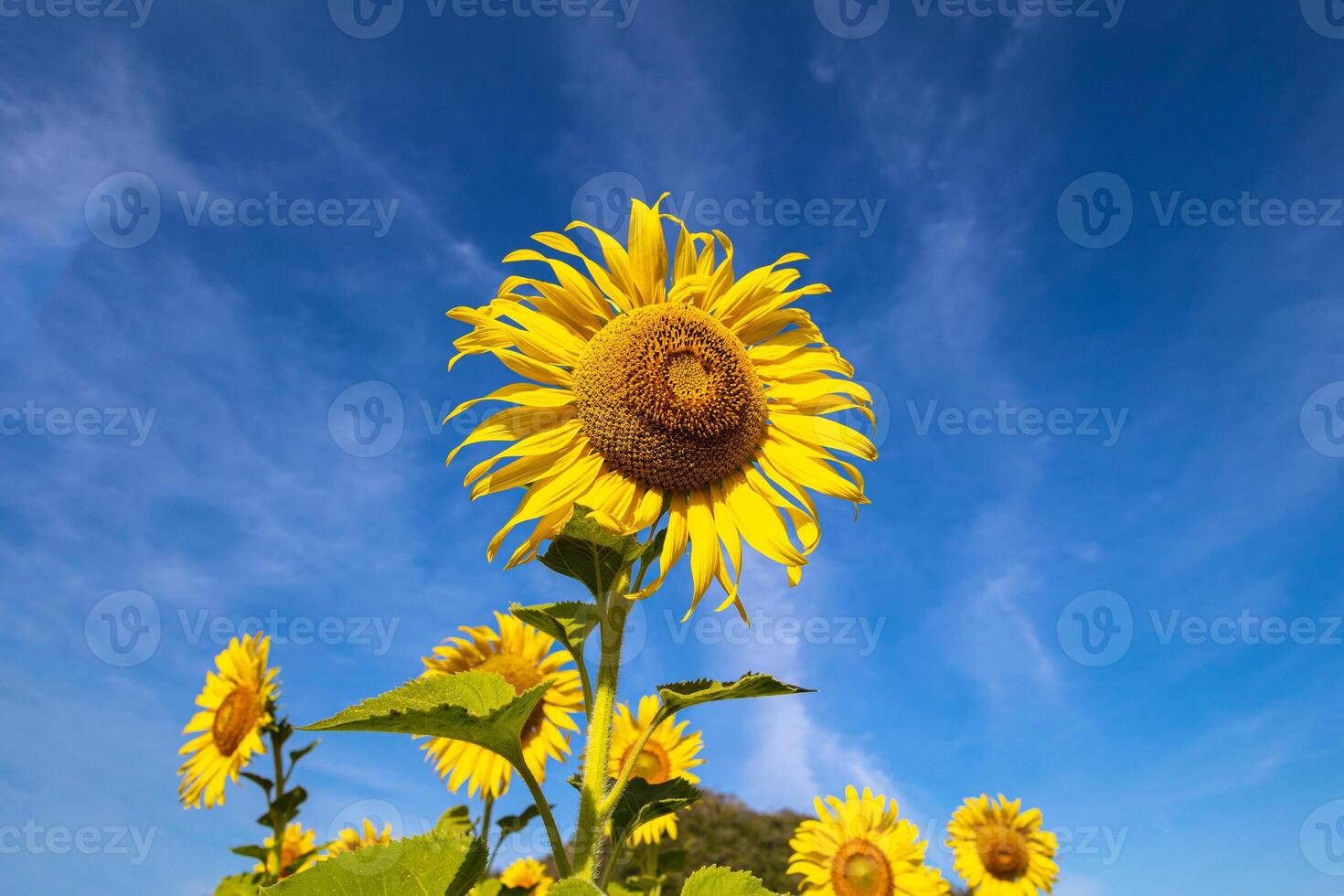 solrosor på ett jordbruks fält i Asien. växt gul blommor och solros frön. backgroud natur blå himmel och berg. under trevlig solig vinter- dag i bondens trädgård. foto