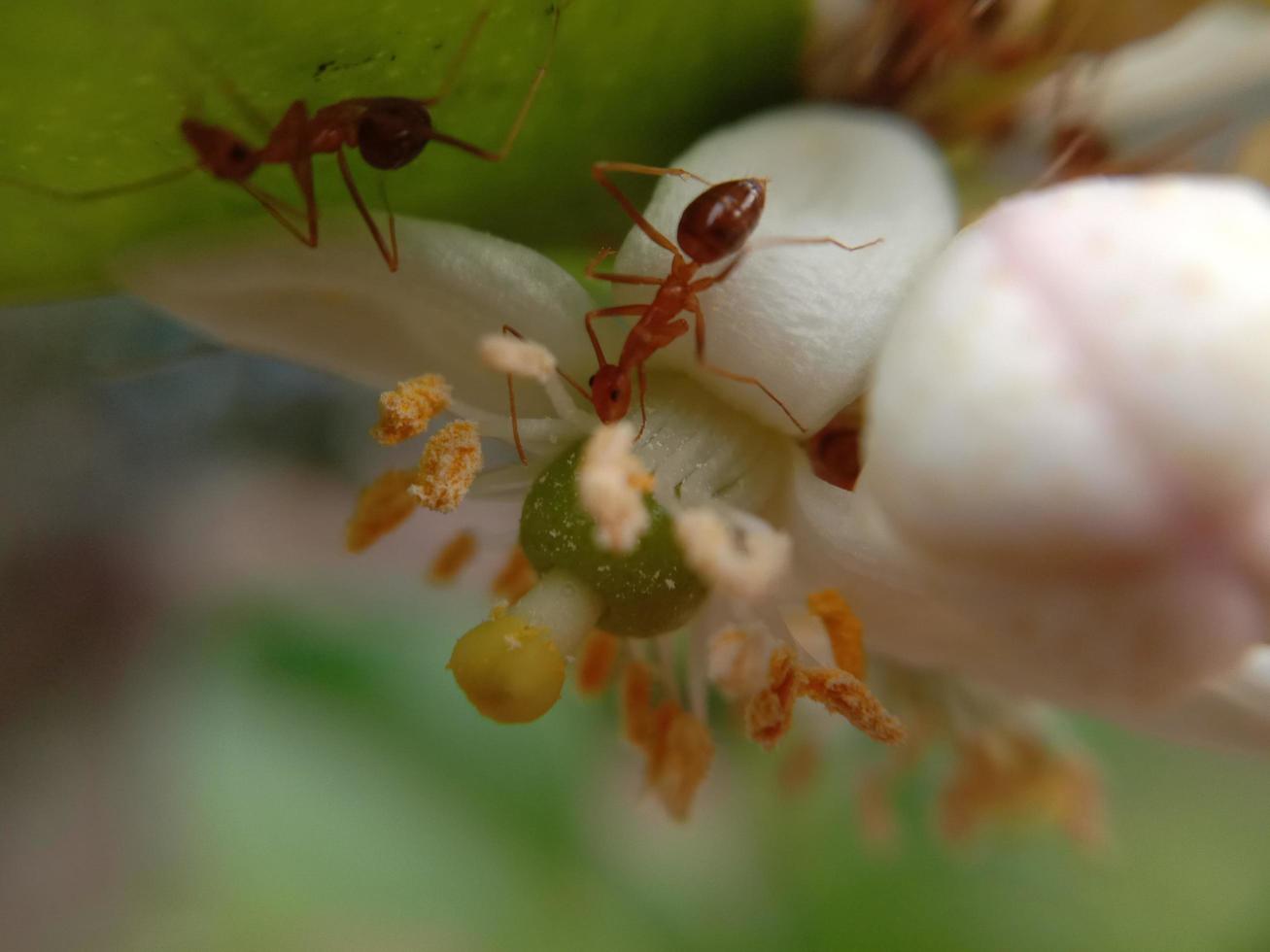 fält av blommande vita blommor på en naturbakgrund foto