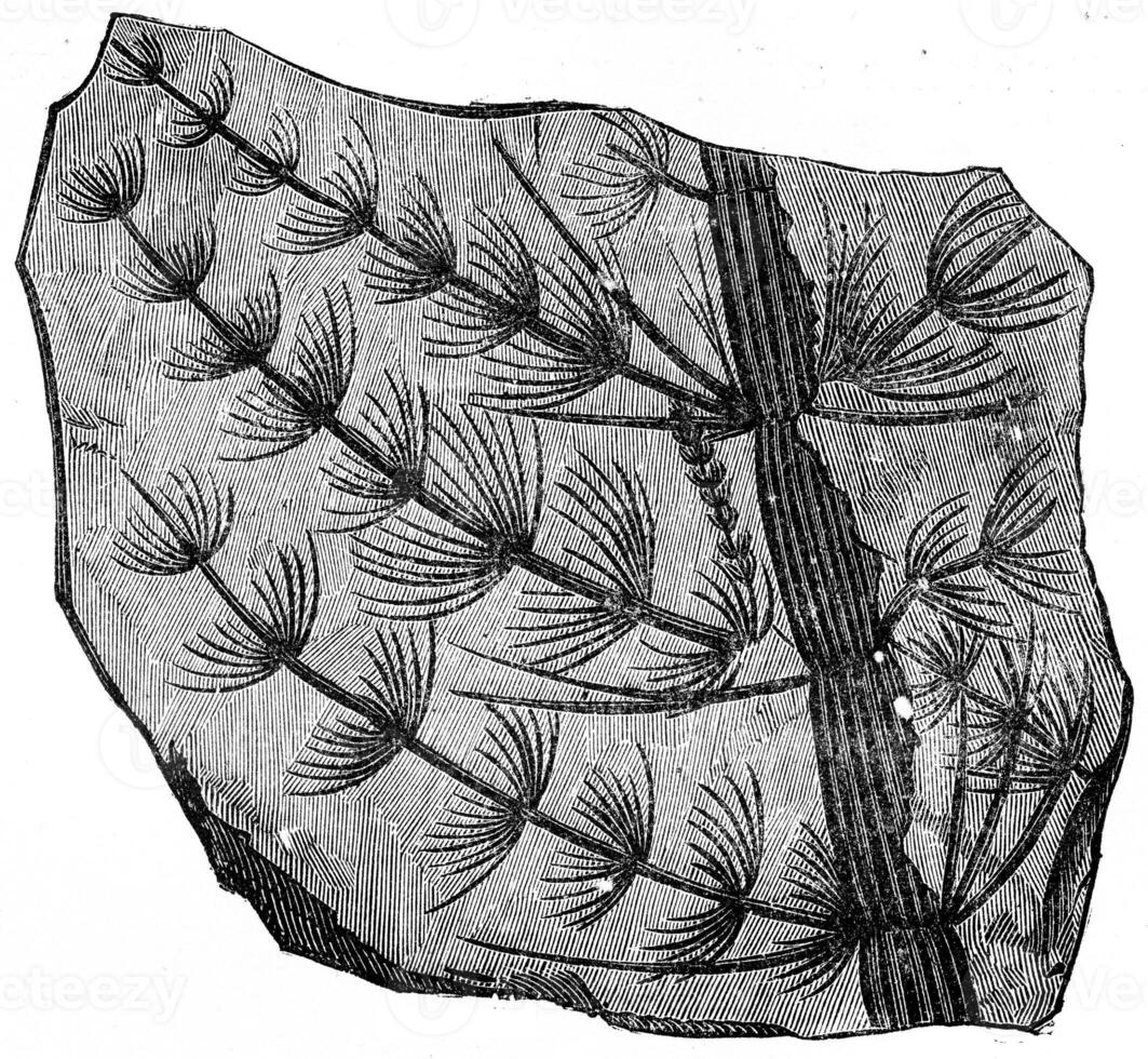 fossil gren astrofyllit equisetisformis, årgång gravyr. foto
