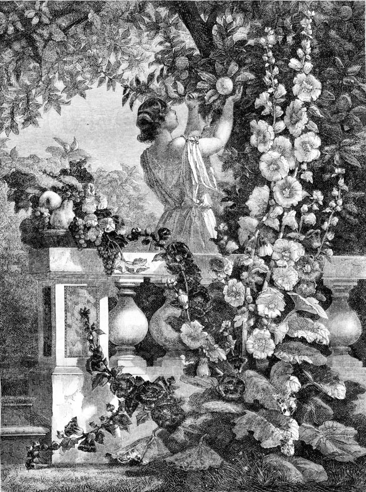 1861 utställning av målning, ung flicka plockning frukt, målad panel, årgång gravyr. foto