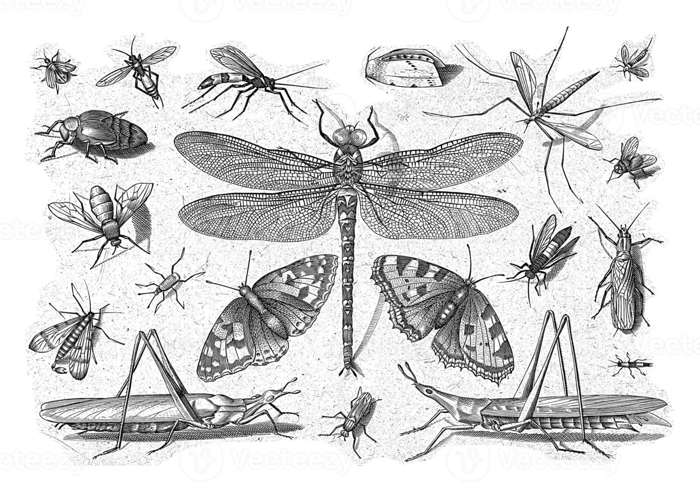 insekter, Jacob hoefnagel, efter joris hoefnagel, 1630 foto