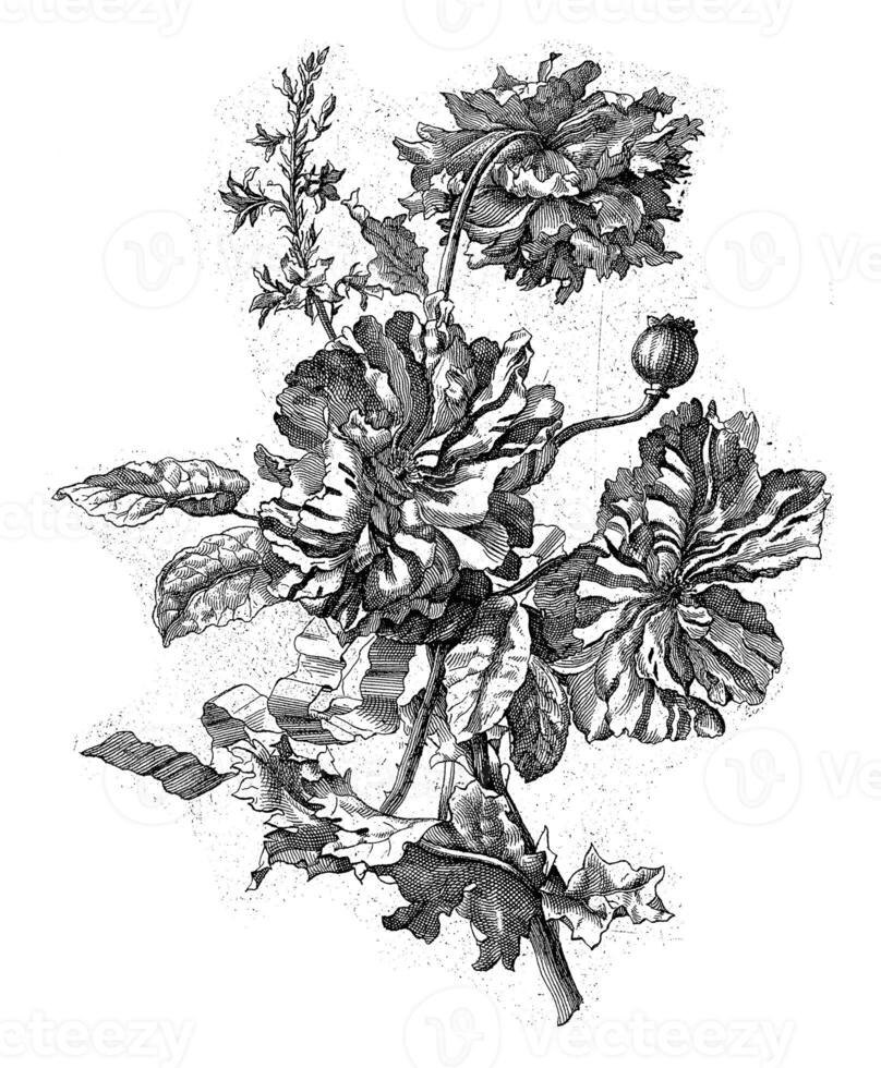 pionliknande blommor, anonym, 1679 - 1702 foto