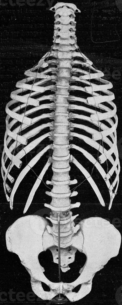 mänsklig vertebral kolumn med sidor och bäcken- gördel, årgång gravyr. foto