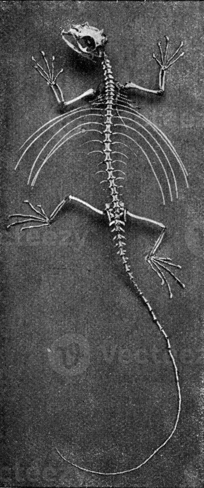 skelett av en flygande ödla, årgång gravyr. foto