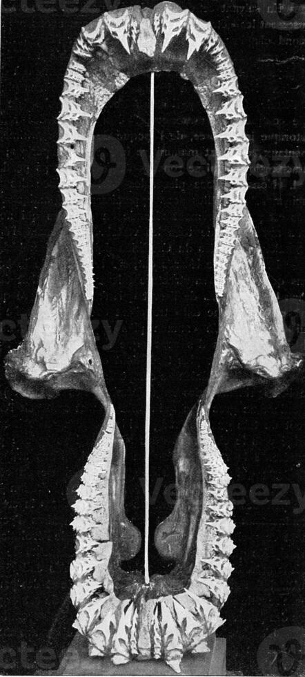 övre och lägre käke av en haj, årgång gravyr. foto