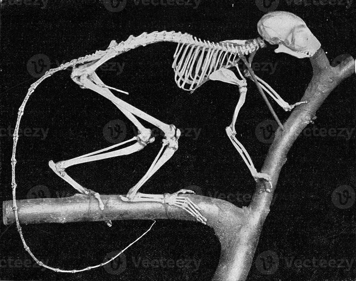 skelett av en maki med gripande organ på varje slutet, årgång gravyr. foto