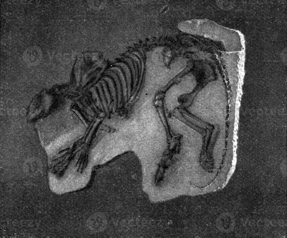 skelett av fenakodus primaevus, årgång gravyr. foto