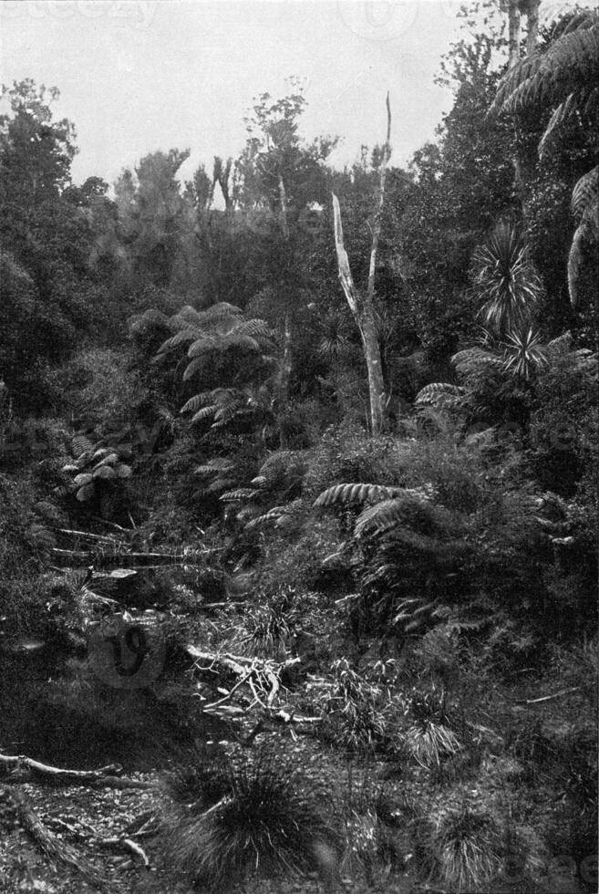 jungfrulig skog av ny Zeeland, årgång gravyr. foto