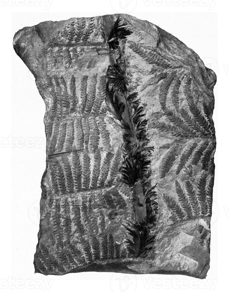 fragment av en ormbunke blad från de karbon- bildning av de saar distrikt, årgång gravyr. foto
