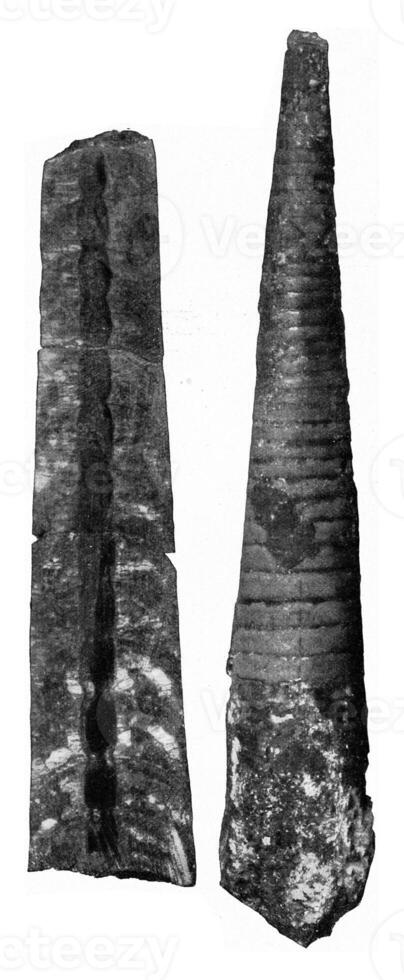 ryggsköld dividerat in i nautiloides fossil kamrar av övre bohemisk silurian, årgång gravyr. foto