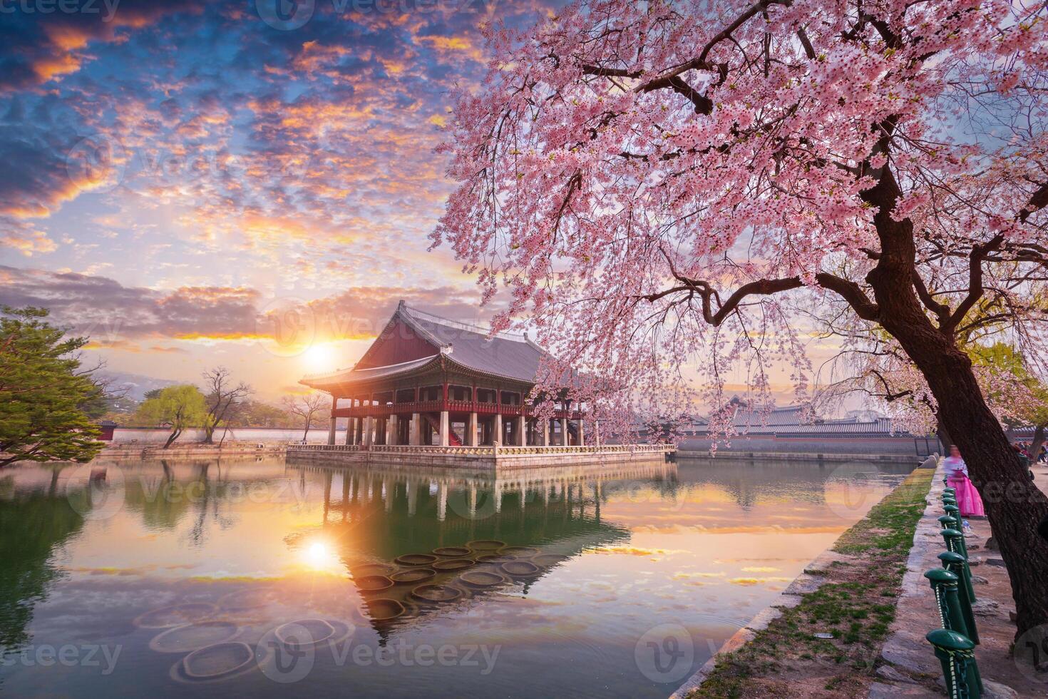 Gyeongbokgung palats i solnedgång med körsbär blomma träd i vår tid i seoul, söder korea. foto