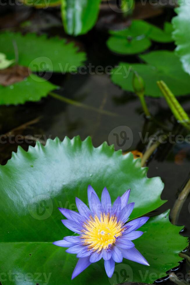 makro se av lila Färg vatten lilja med gul Färg i de mitten. en skön scen från de Hem trädgård foto