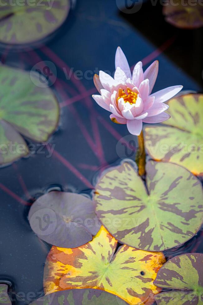 skön rosa vatten lilja ambal på en pott med löv i en botaniska trädgård foto