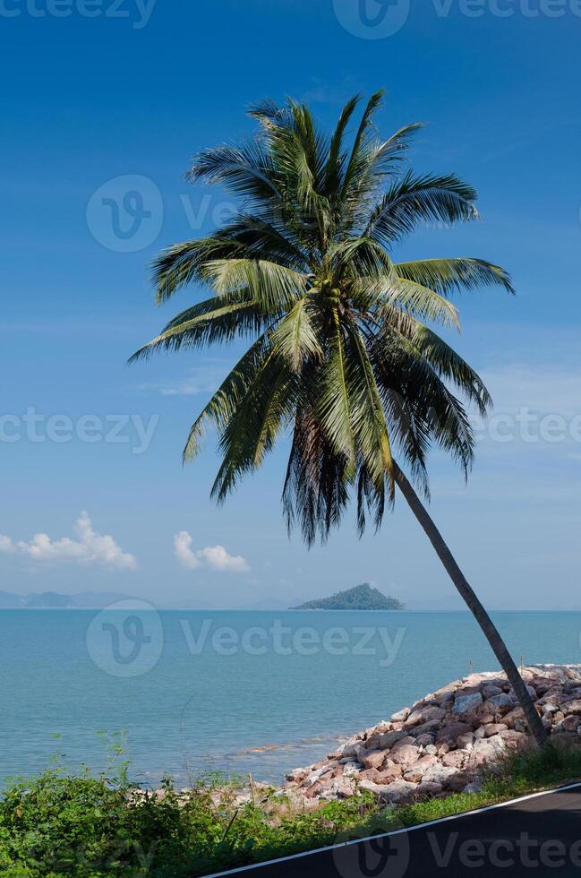 kokos träd och tropisk blå hav i sommar foto