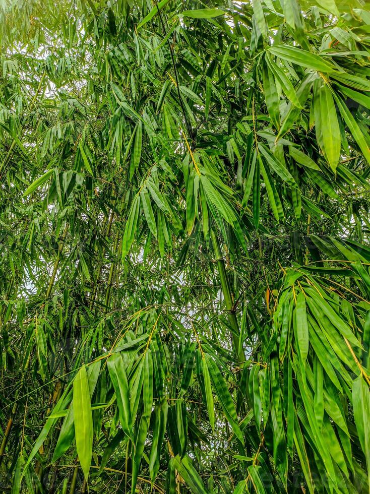 skön och rikligt grön bambu löv foto