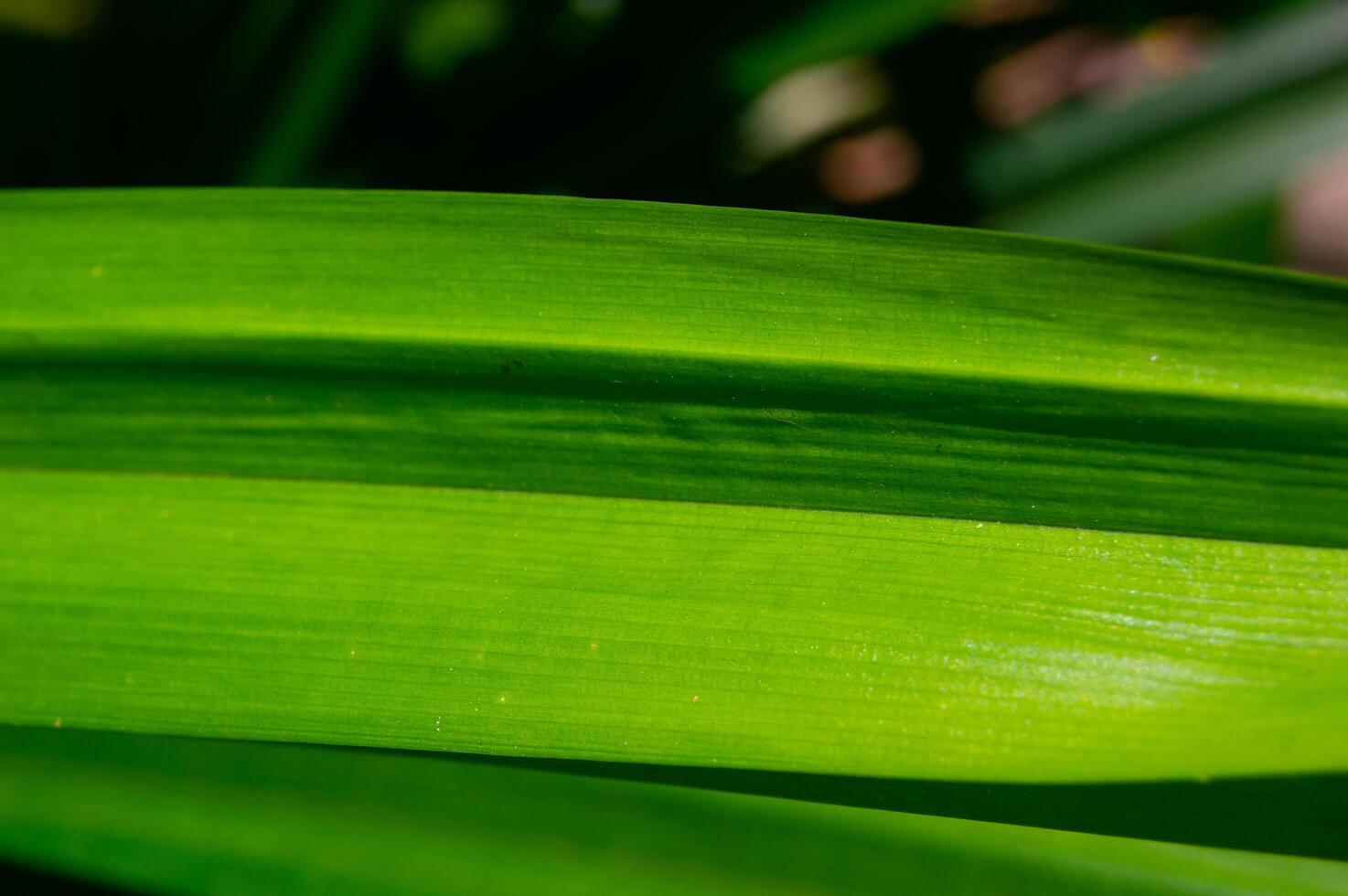 stänga upp av pandan löv från de pandanaceae familj som ha distinkt doftande löv foto