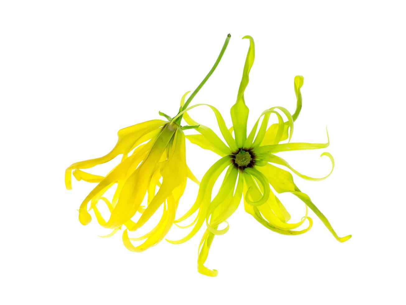 stänga upp av dvärg- ylang ylang blomma. foto