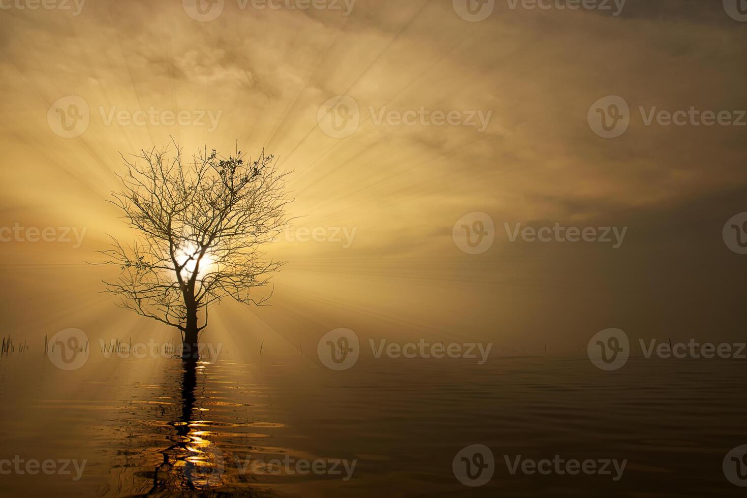 silhuett träd i de sjö med soluppgång foto