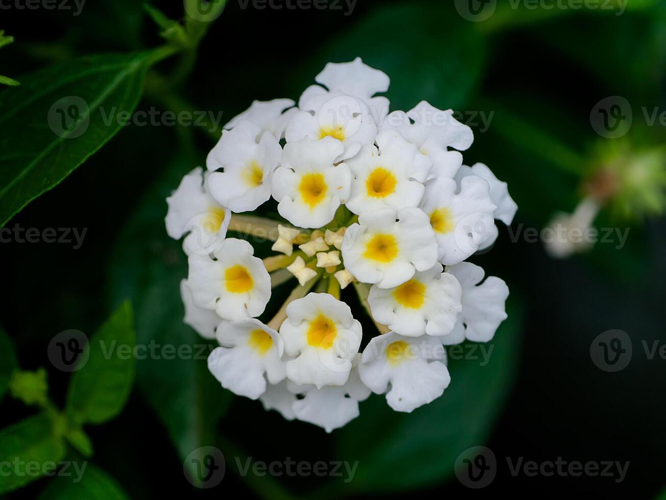 stänga upp av lantana camara blomma. foto