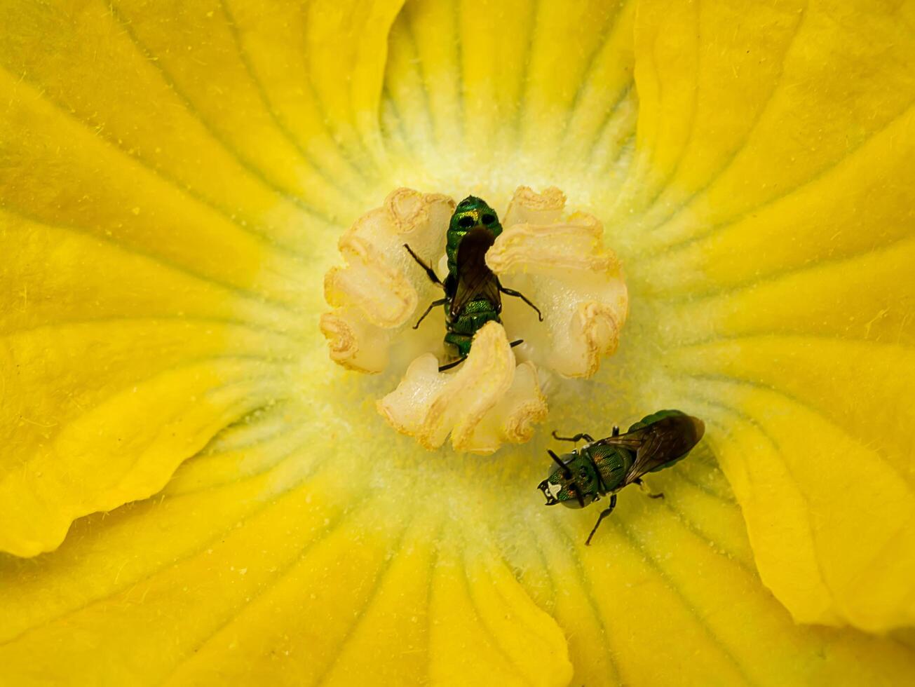 pollen av pumpa blomma. foto