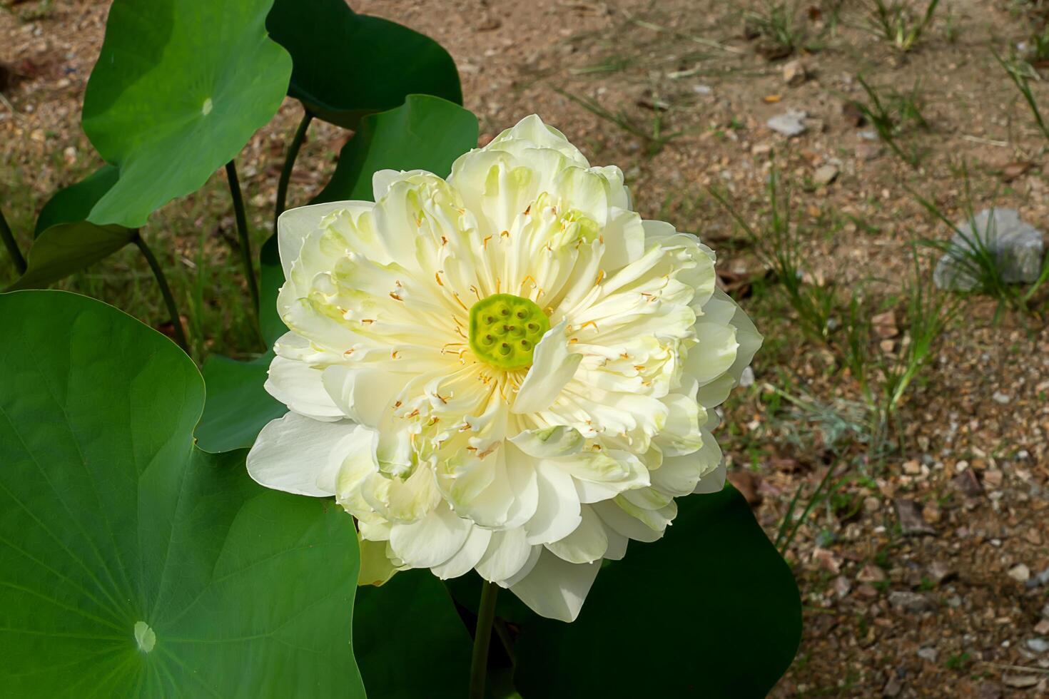 grön och vit lotus blomma foto