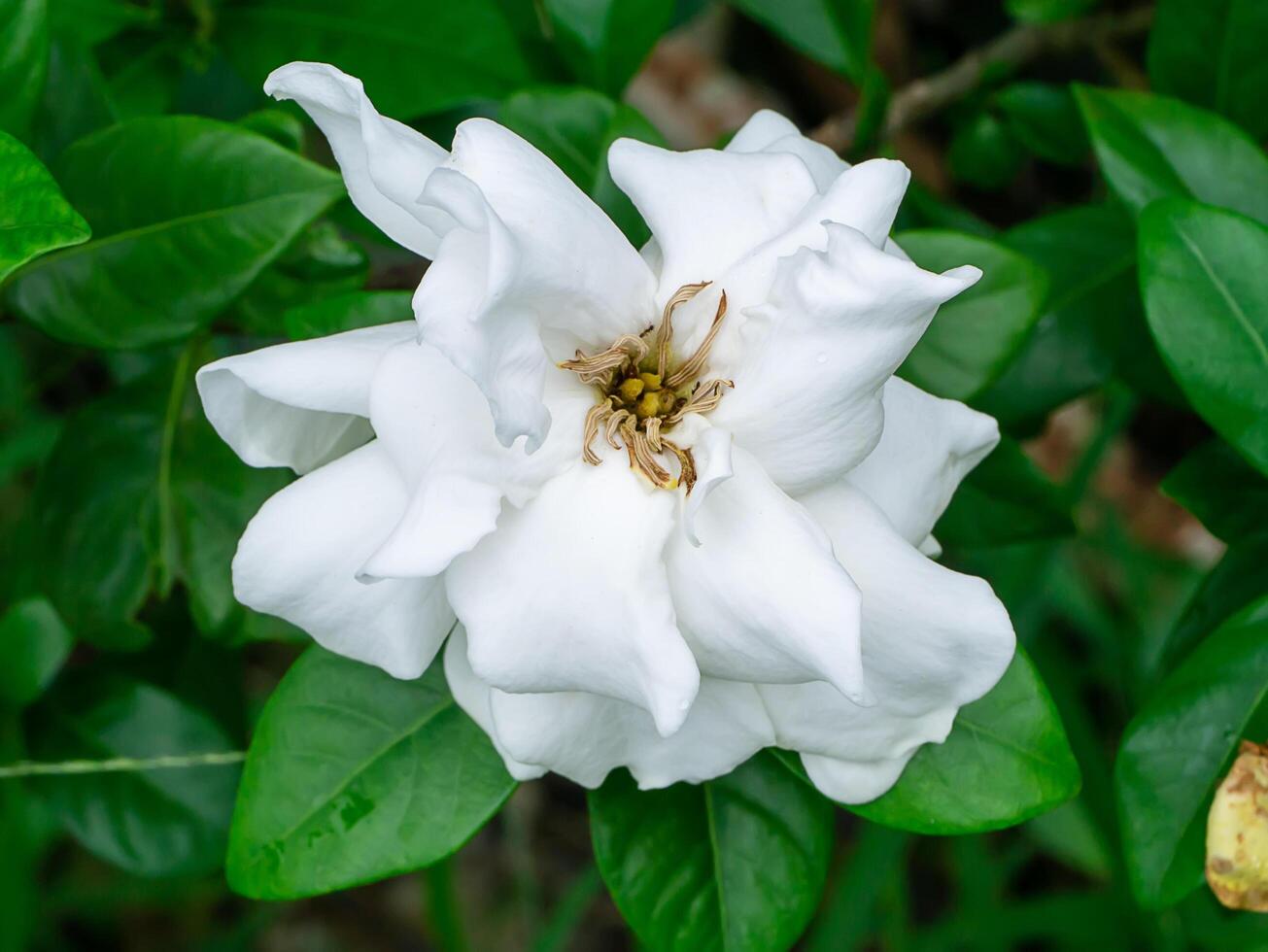 de vit av gardenia jasminoides. foto