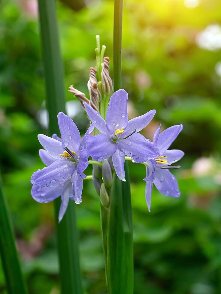 stänga upp violett blomma. foto