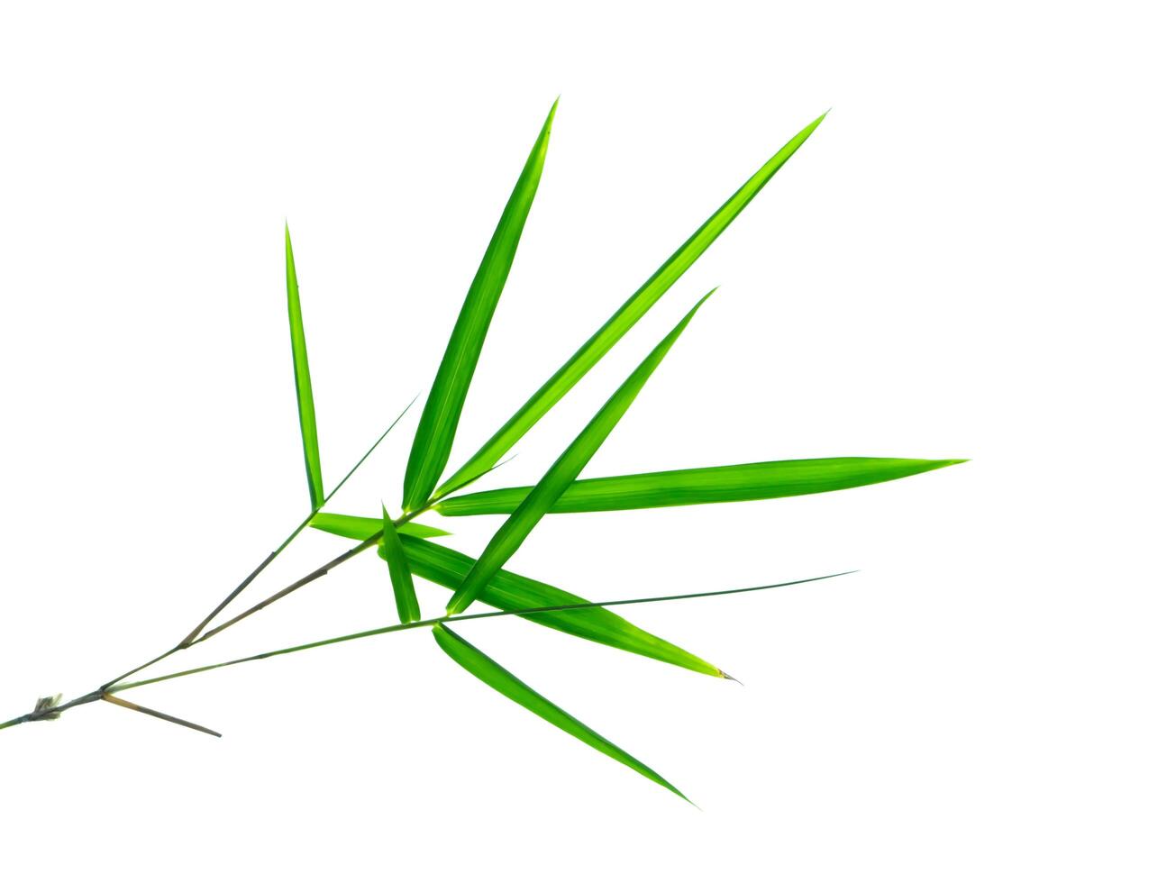 bambu blad på vit bakgrund foto
