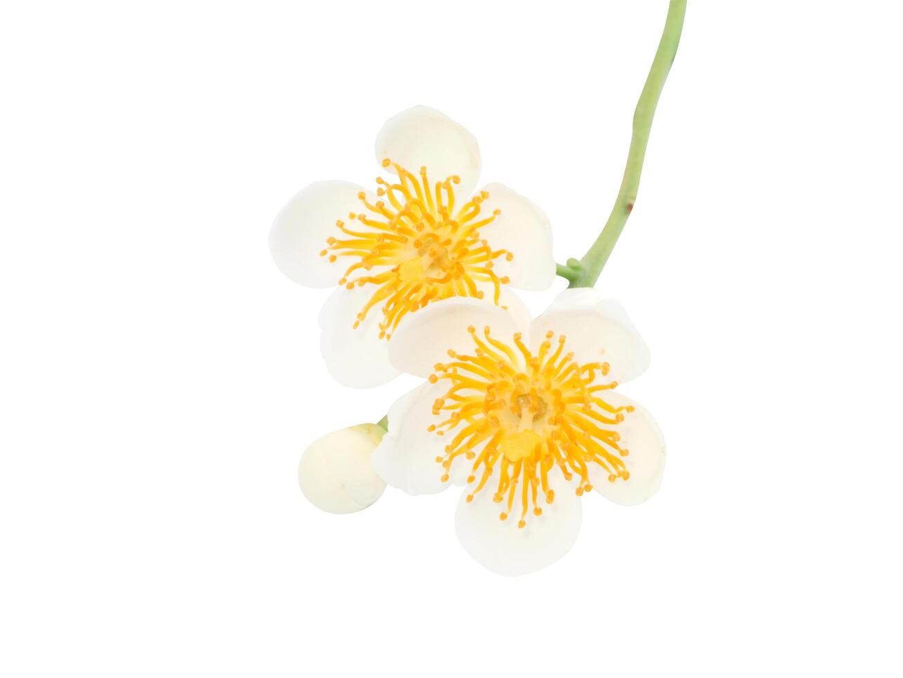 vita vilda blommor foto