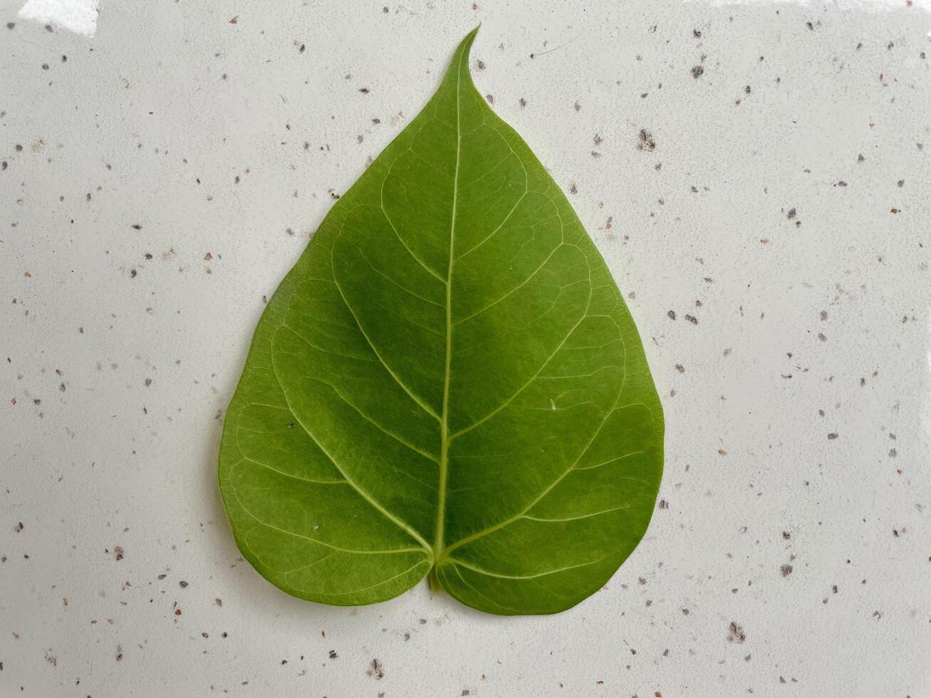 närbild av grön blad isolerat på vit bakgrund foto