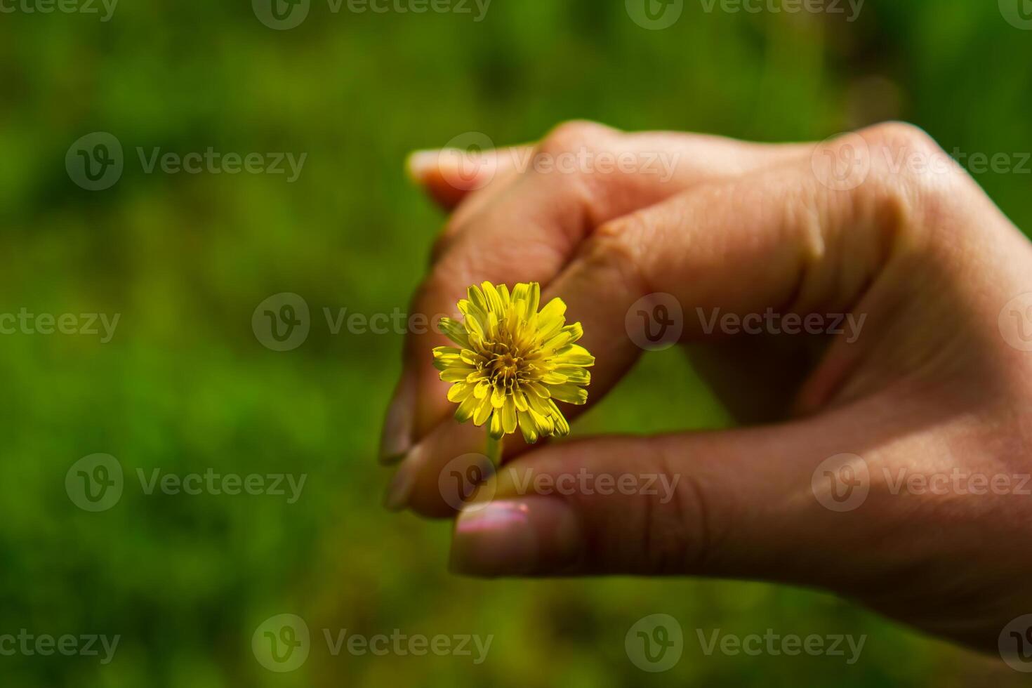 blomma i de hand, maskros på hand, kvinna hand innehav en maskros foto