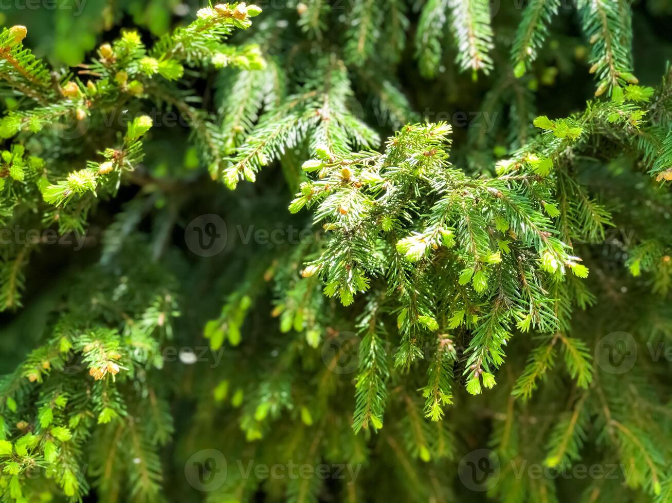 sommar landskap, natur i sommar foto