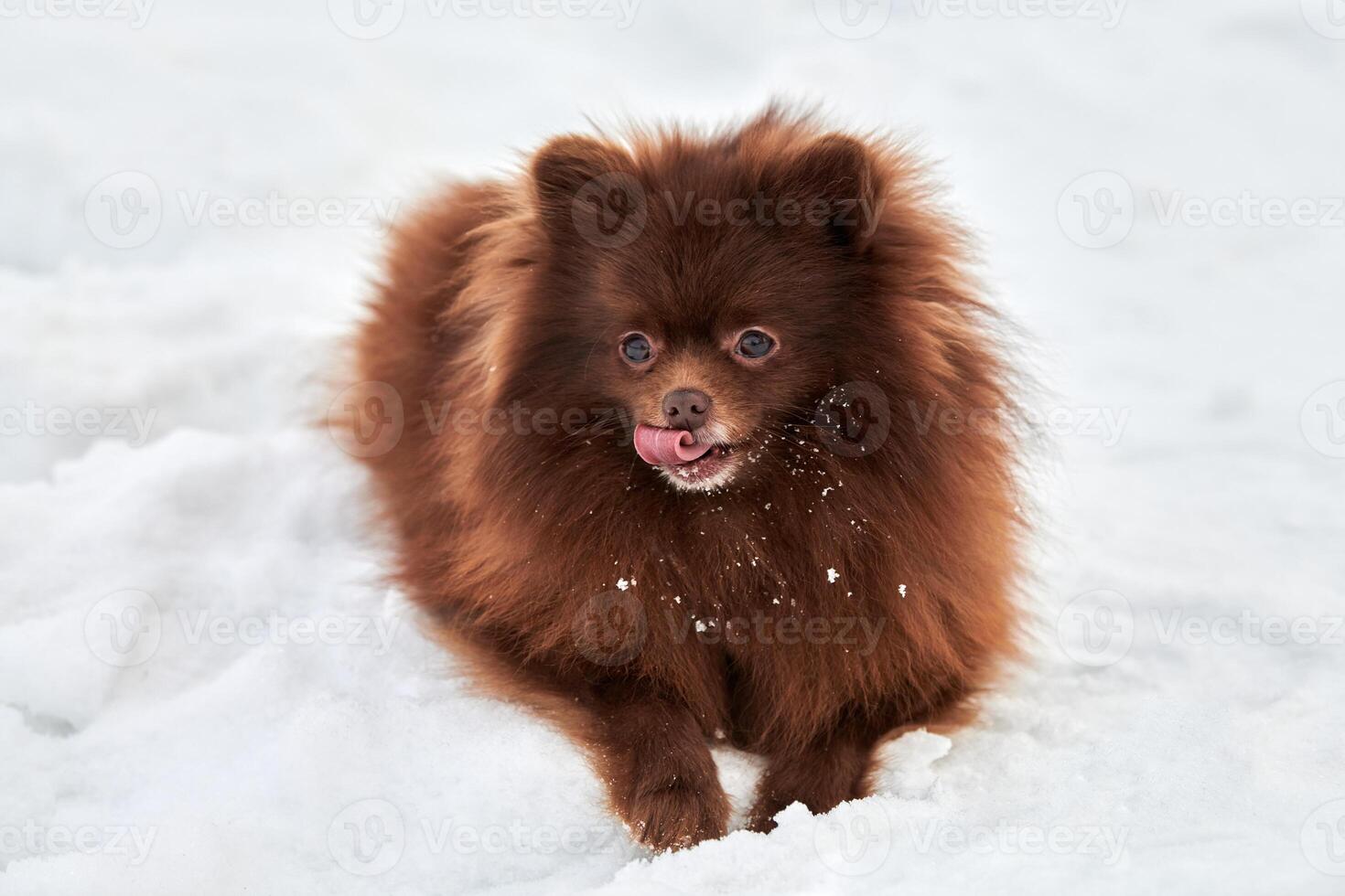 Lycklig pomeranian spets hund lögner på vinter- snö och slick söt choklad brun spets valp porträtt foto